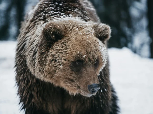 Soluții eficiente împotriva urșilor: Instalarea gardurilor electrice