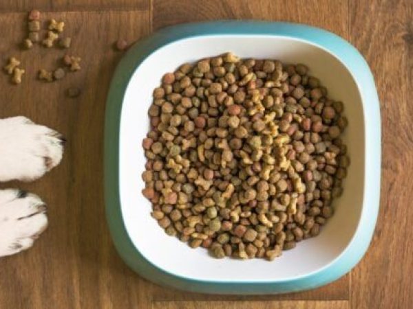 Titlu: Studiu alarmant: Hrana pentru animale pe bază de insecte nu respectă standardele nutriționale