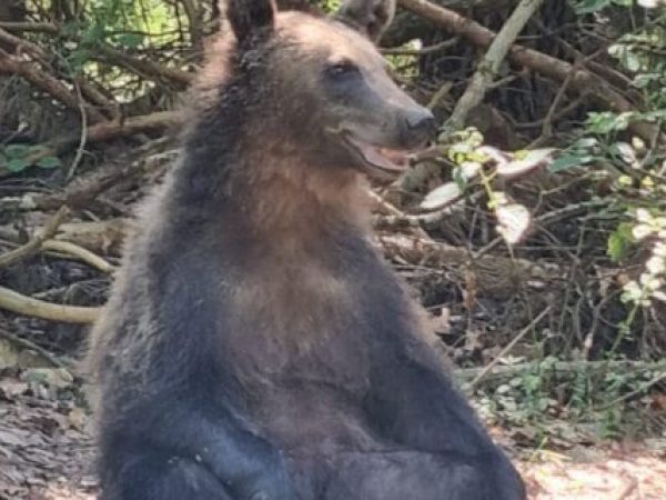Turistul care a întâlnit 16 urși pe Transfăgărășan într-o singură zi