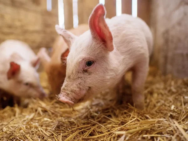 Un conflict izbucnit din cauza consumului de alcool la tăierea porcului în comuna Florești: Tentativă de omor și arest preventiv