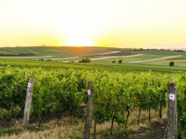 Viticultorii francezi se reinventează: aloe vera în locul viței de vie pentru a face față secetei